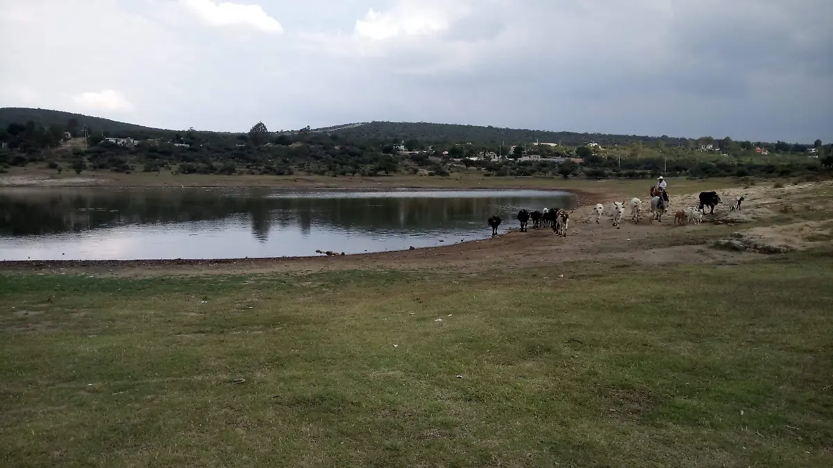 Alrededor de 15 cabezas de ganado murieron por falta de agua en bordos de abrevaderos.